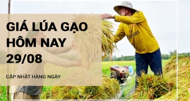 Giá lúa gạo hôm nay ngày 29/08/2024: Giá gạo trong nước giảm 250-300 đồng/kg