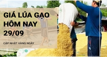 Giá lúa gạo hôm nay ngày 29/09/2024: Đi ngang với mặt hàng gạo và lúa