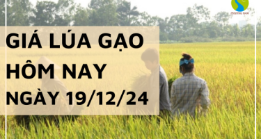 Giá lúa gạo hôm nay 19/12/2024: Giá gạo quay đầu giảm mạnh 300 đồng/kg