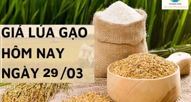 Giá lúa gạo 29/3 tại Đồng bằng sông Cửu Long giá gạo giảm,lúa ổn định