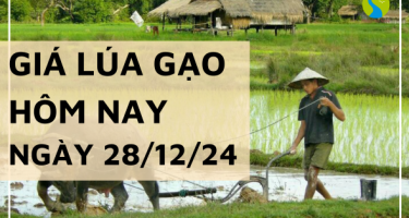 Giá lúa gạo hôm nay 28/12/2024: Giá lúa tiếp tục giảm từ 100 - 300 đồng/kg