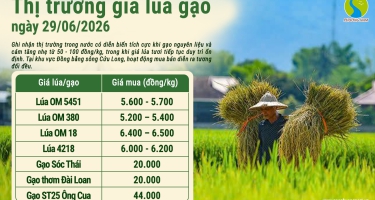 Giá lúa gạo hôm nay ngày 29/6/2026: Gạo nguyên liệu và cám tăng nhẹ