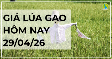 Giá Lúa Gạo Hôm Nay Ngày 29/4/2026: Thị Trường Chững Lại