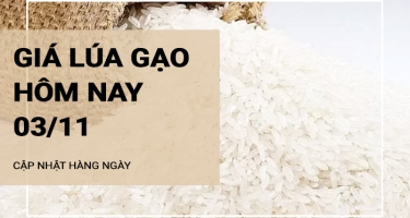 Giá lúa gạo hôm nay 3/11/2024: Giá gạo tăng, giảm trái chiều