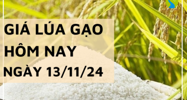 Giá lúa gạo hôm nay 13/11/2024: Giá gạo xuất khẩu giảm mạnh 4 - 7 USD/tấn