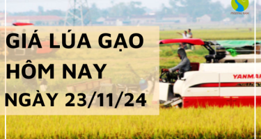 Giá lúa gạo hôm nay 23/11/2024: Điều chỉnh tăng nhẹ so với ngày hôm qua