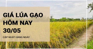 Giá lúa gạo hôm nay ngày 30/05/2024: Giá lúa nếp khô Long An giảm 500đồng/kg