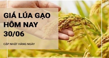 Giá lúa gạo hôm nay ngày 30/06/2024: Ổn định với cả lúa và gạo