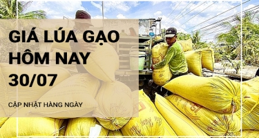 Giá lúa gạo hôm nay ngày 30/07/2024: Giá gạo điều chỉnh tăng mạnh, giá lúa tăng nhẹ