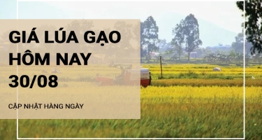 Giá lúa gạo hôm nay ngày 30/08/2024: Giá gạo giảm 50 - 100 đồng/kg