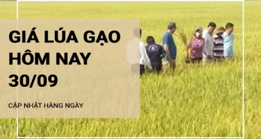 Giá lúa gạo hôm nay ngày 30/09/2024: Thị trương gạo trầm lắng