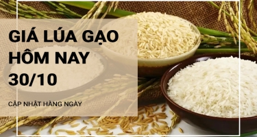 Giá lúa gạo hôm nay ngày 30/10/2024:  Giá gạo trong nước tăng, giảm trái chiều