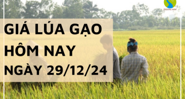 Giá lúa gạo hôm nay 29/12/2024: Thị trường trong nước tiếp tục giảm 100 - 300 đồng/kg