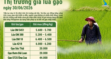 Giá lúa gạo hôm nay ngày 30/6/2026: Giao dịch trong nước ổn định