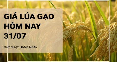 Giá lúa gạo hôm nay ngày 31/07/2024: Giá lúa gạo vẫn neo ở mức cao