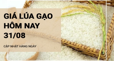 Giá lúa gạo hôm nay ngày 31/08/2024: Thị trường mua bán chậm, các kho nghỉ lễ nhiều