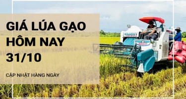 Giá lúa gạo hôm nay ngày 31/10/2024: Giá cám khô tăng 100 đồng/kg