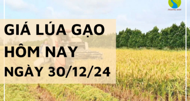 Giá lúa gạo hôm nay 30/12/2024: Thị trường giá trong nước đi ngang