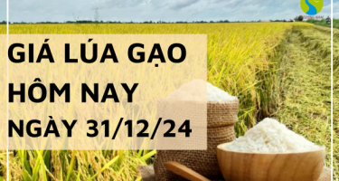 Giá lúa gạo hôm nay 31/12/2024: Giá cám khô tăng nhẹ 50 đồng/kg 