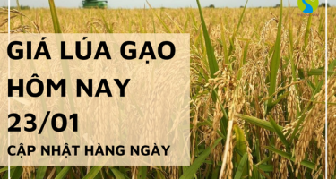 Giá lúa gạo hôm nay 23/01/2024: Giá lúa giảm mạnh gần 600 đồng/kg 