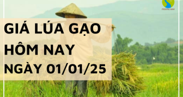 Giá lúa gạo hôm nay 01/01/2025: Thị trường biến động trái chiều ngày đầu năm