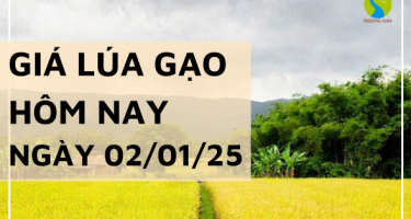 Giá lúa gạo hôm nay 02/01/2025: Thị trường lượng về ít, giá lúa đi ngang