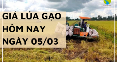 Giá lúa gạo hôm nay ngày 5/03 tại Đồng bằng sông Cửu Long duy trì ổn định