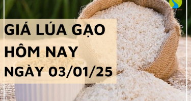 Giá lúa gạo hôm nay 03/01/2025: Thị trường trong nước tăng nhẹ với giá gạo