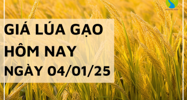 Giá lúa gạo hôm nay 04/01/2025: Thị trường trong nước điều chỉnh giảm nhẹ