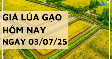Giá Lúa Gạo Hôm Nay Ngày 3/7/2025: Lúa Tươi Bật Tăng Mạnh