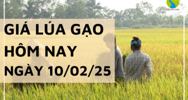 Giá lúa gạo hôm nay 10/02/2025: Giá gạo xuất khẩu chạm đáy còn 399 USD