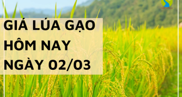 Giá lúa gạo hôm nay ngày 2/03 tại Đồng bằng sông Cửu Long điều chỉnh tăng nhẹ với Đài thơm 8