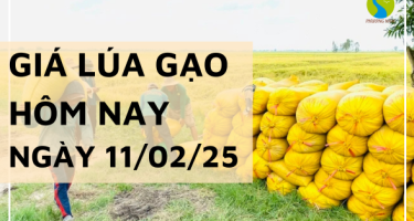 Giá lúa gạo hôm nay 11/02/2025: Giá gạo nguyên liệu OM 380 tăng 200 đồng/kg