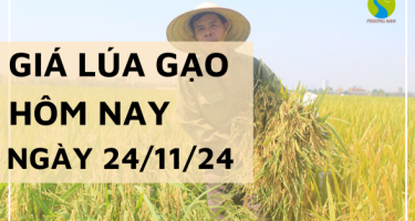 Giá lúa gạo hôm nay 24/11/2024: Đi ngang vào ngày cuối tuần, giao dịch chậm