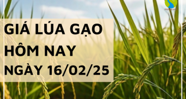 Giá lúa gạo hôm nay 16/02/2025: Giá lúa tươi chững giá vào ngày cuối tuần