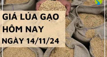 Giá lúa gạo hôm nay 14/11/2024: Biến động không đồng nhất giữa các mặt hàng