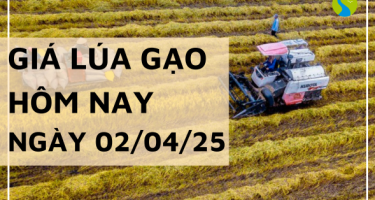 Giá lúa gạo hôm nay 02/04/2025: Giá đồng loạt tăng nhẹ với cả lúa và gạo 