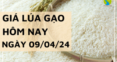 Giá lúa gạo hôm nay ngày 09/04/2024: Giá đồng loạt tăng từ 100 - 200 đồng/kg