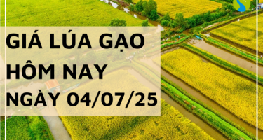 Giá Lúa Gạo Hôm Nay Ngày 4/7/2025: Lúa Tươi Tiếp Tục Tăng Giá