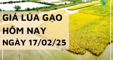 Giá lúa gạo hôm nay 17/02/2025: thị trường trong nước không biến động nhiều