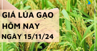 Giá lúa gạo hôm nay 15/11/2024: Thị trường gạo trong nước điều chỉnh giảm 