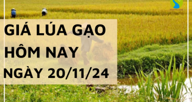 Giá lúa gạo hôm nay 20/11/2024: Giá gạo nguyên liệu IR 504 tăng nhẹ 100 đồng