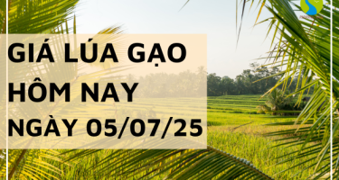 Giá Lúa Gạo Hôm Nay Ngày 5/7/2025: Giao Dịch Cầm Chừng