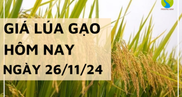 Giá lúa gạo hôm nay 26/11/2024: Duy trì ổn định so với hôm qua