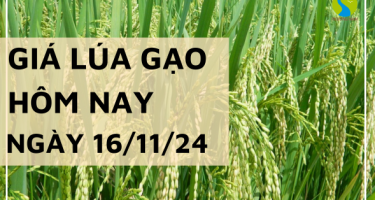 Giá lúa gạo hôm nay 16/11/2024: Giá gạo nguyên liệu IR 504 Hè thu tăng nhẹ 50 đồng