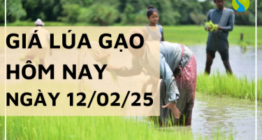 Giá lúa gạo hôm nay 12/02/2025: Giá lúa OM 5451 tăng 100 đồng/kg
