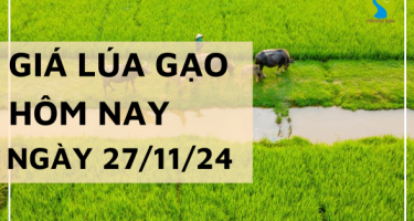 Giá lúa gạo hôm nay 27/11/2024: Thị trường trong nước điều chỉnh giảm nhẹ