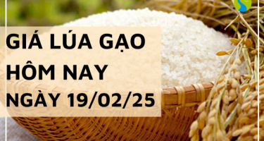 Giá lúa gạo hôm nay 19/02/2025: Lúa gạo tăng giảm trái chiều không đồng đều