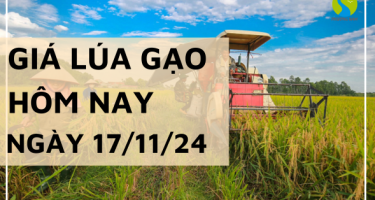 Giá lúa gạo hôm nay 17/11/2024: Ổn định không biến động ngày cuối tuần