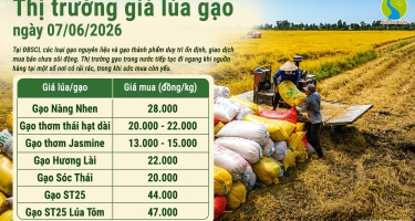 Giá lúa gạo hôm nay 7/6/2026: Giá lúa gạo ít biến động, giao dịch chậm